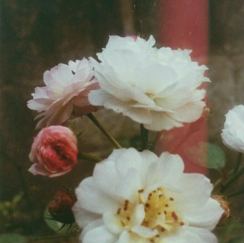 Meet your Posher, Jordyn